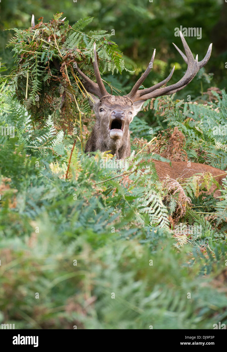 Rotwild während der Paarungszeit, Richmond Park, Surrey, Großbritannien Stockfoto