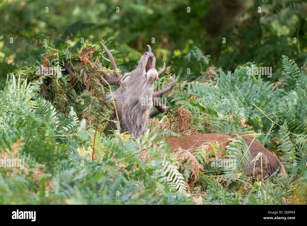 Rotwild während der Paarungszeit, Richmond Park, Surrey, Großbritannien Stockfoto