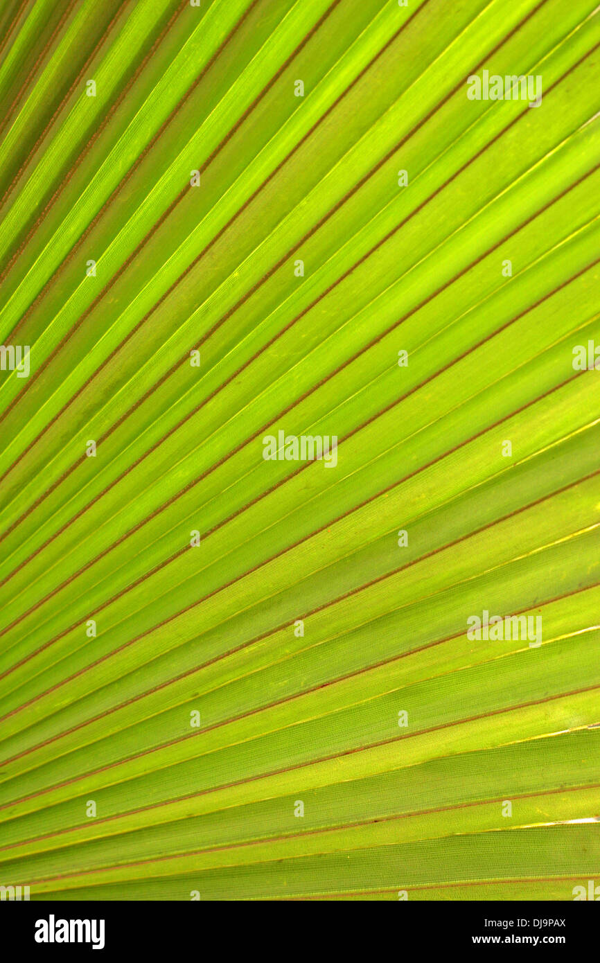 Nahaufnahme von Palmenblättern. Stockfoto
