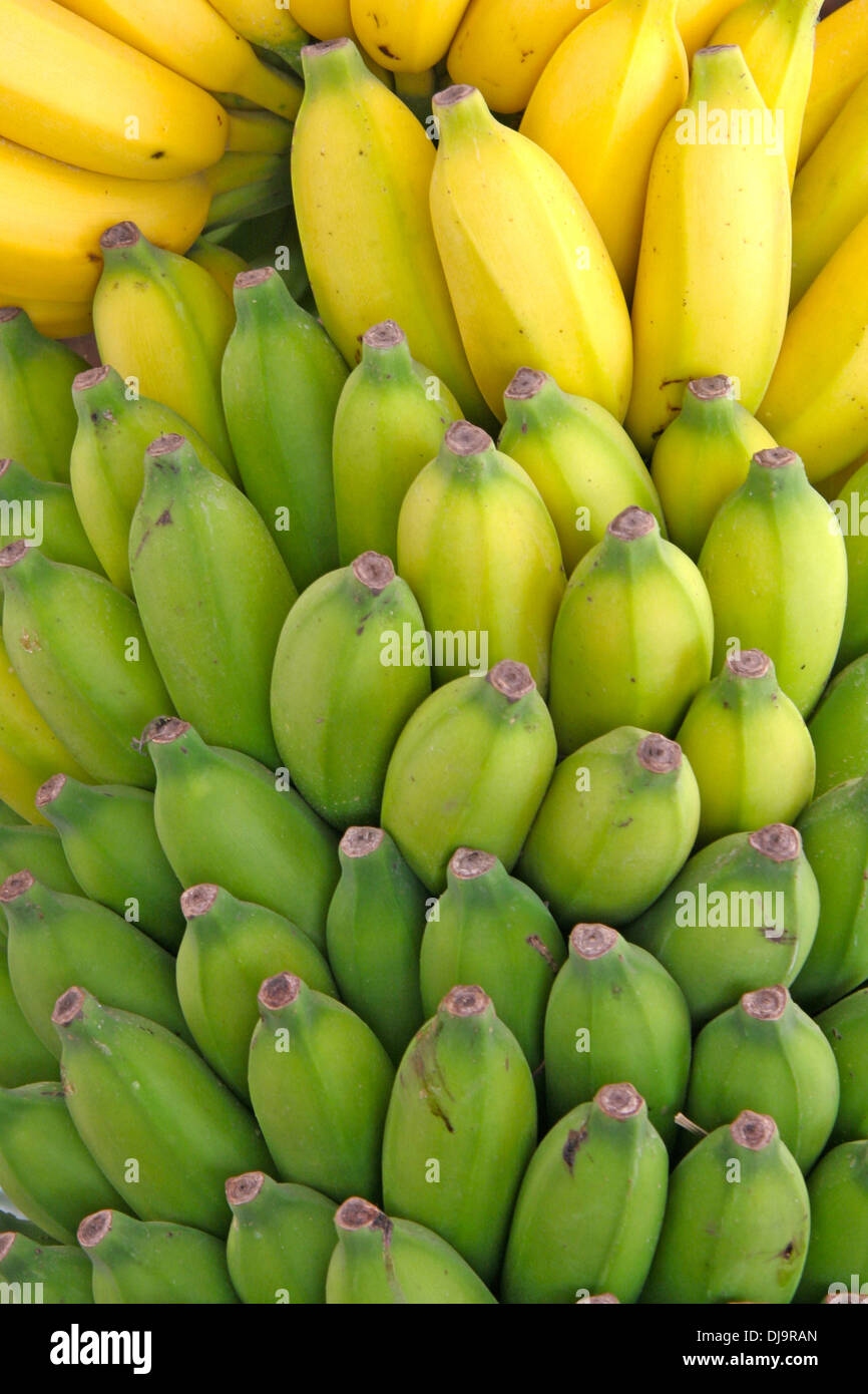 Bündel Bananen noch auf dem Baum zeigt die Variation von gelb zu grün & reif, nicht reif. Stockfoto