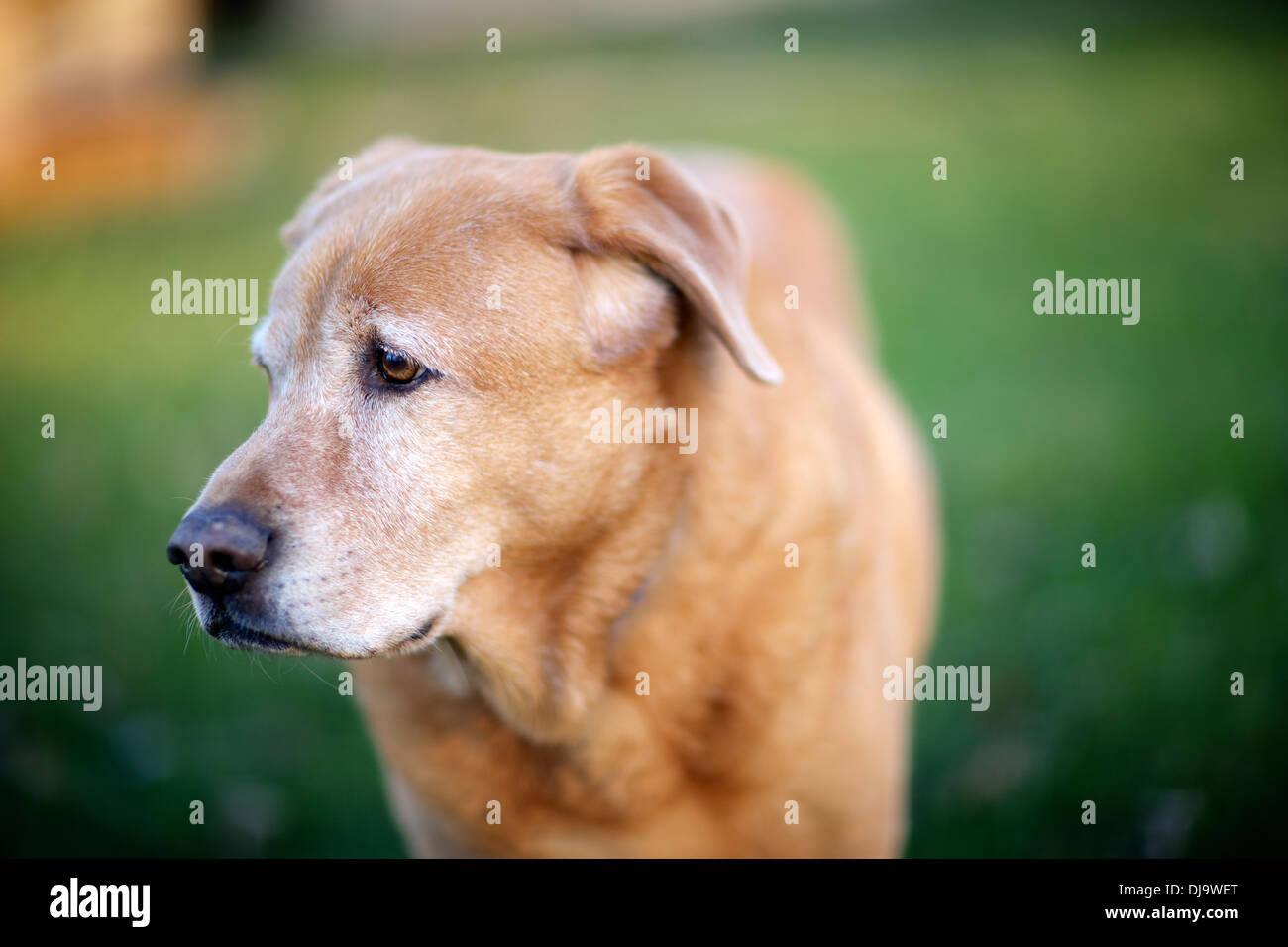 Älteren Hund, golden Retrieve, Labrador, mischen Sie das Licht des Tages zu genießen. Stockfoto