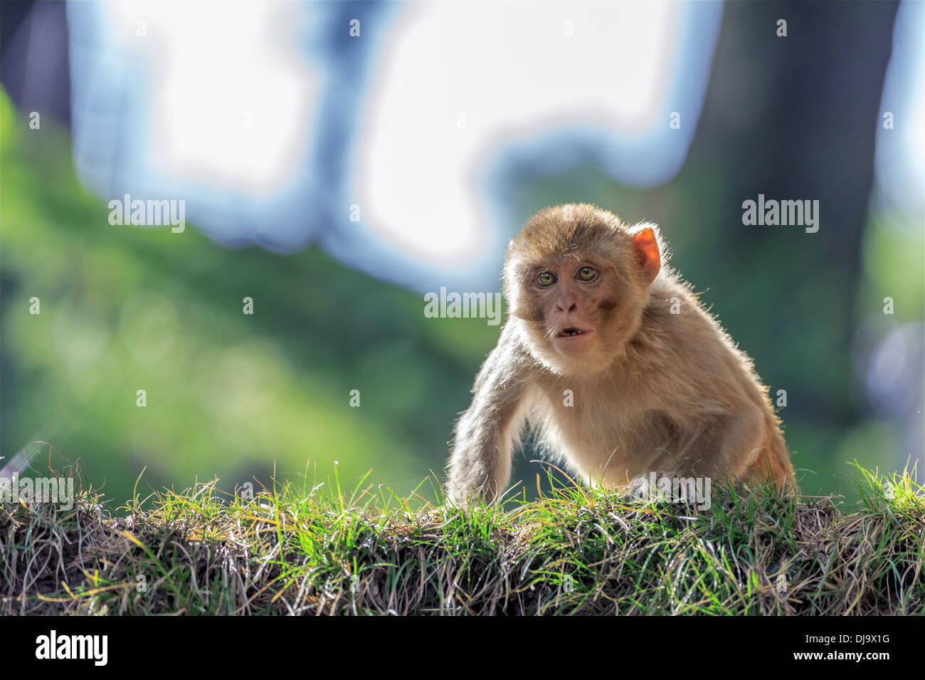 ein Makaken im Regenwald Stockfoto