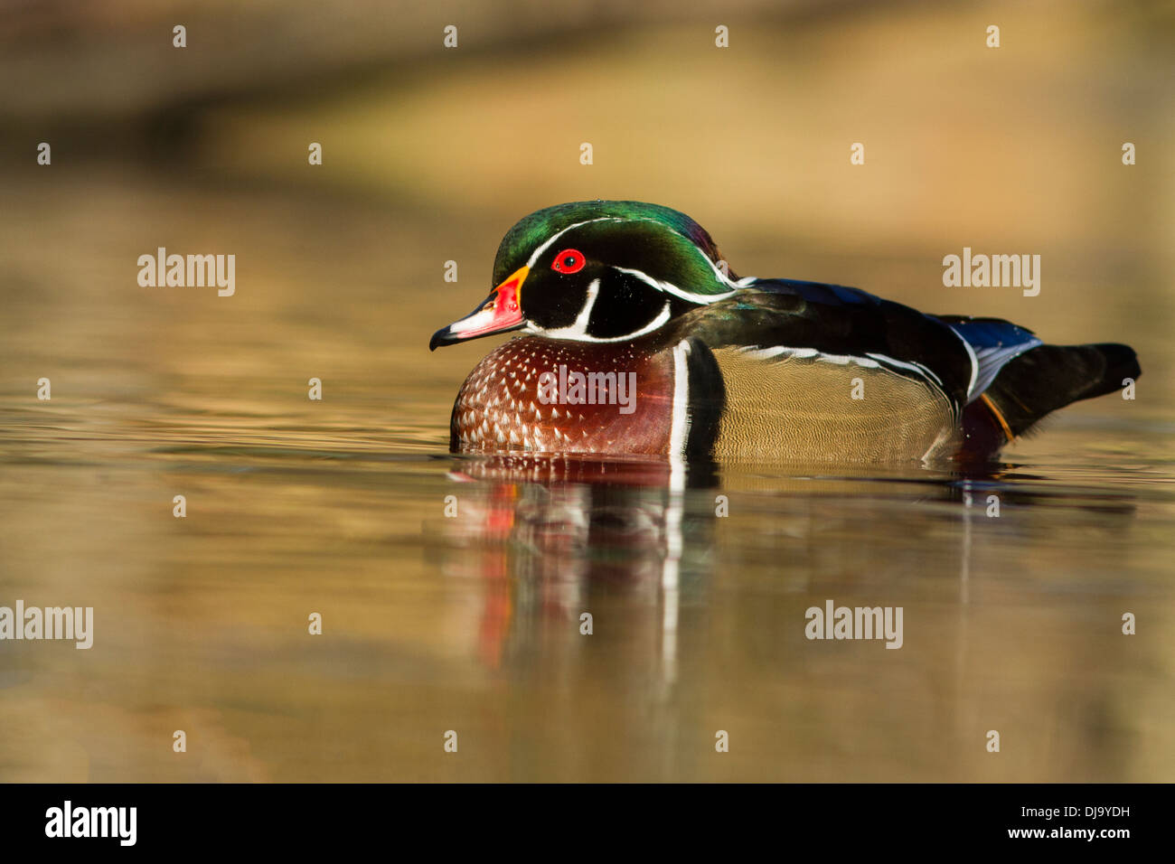 Hervorragende Brautente Drake im Herbst Stockfoto