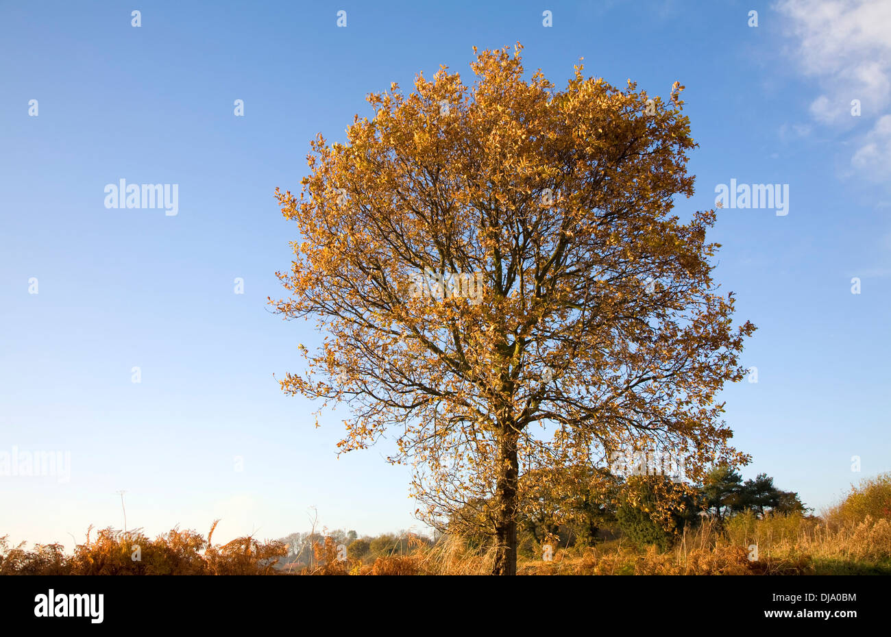 Goldene Herbst Blatt Farben Eiche Baum Butley, Suffolk, England Stockfoto