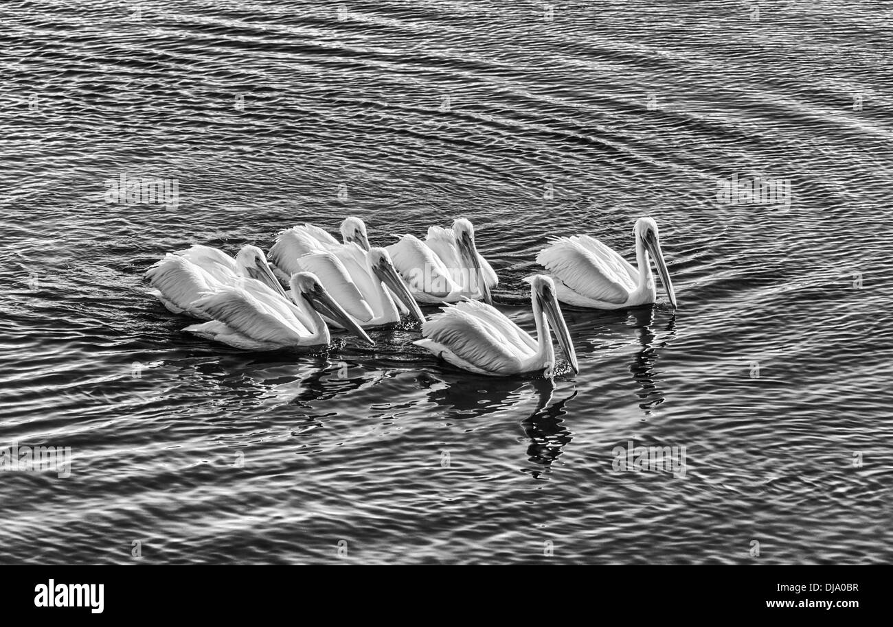 Eine Gruppe von weißen Pelikane am Fluss San Diego.  San Diego, California, Vereinigte Staaten von Amerika. Stockfoto