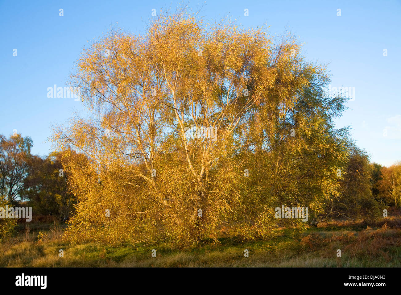 Birke Baum Blatt Herbstfärbung auf Heide in der Nähe von Snape, Suffolk, England Stockfoto