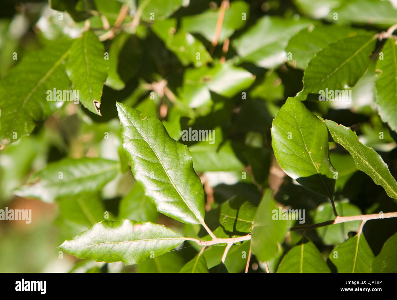Immergrüne Blätter von der Steineiche oder Steineiche Quercus Ilex, Stockfoto