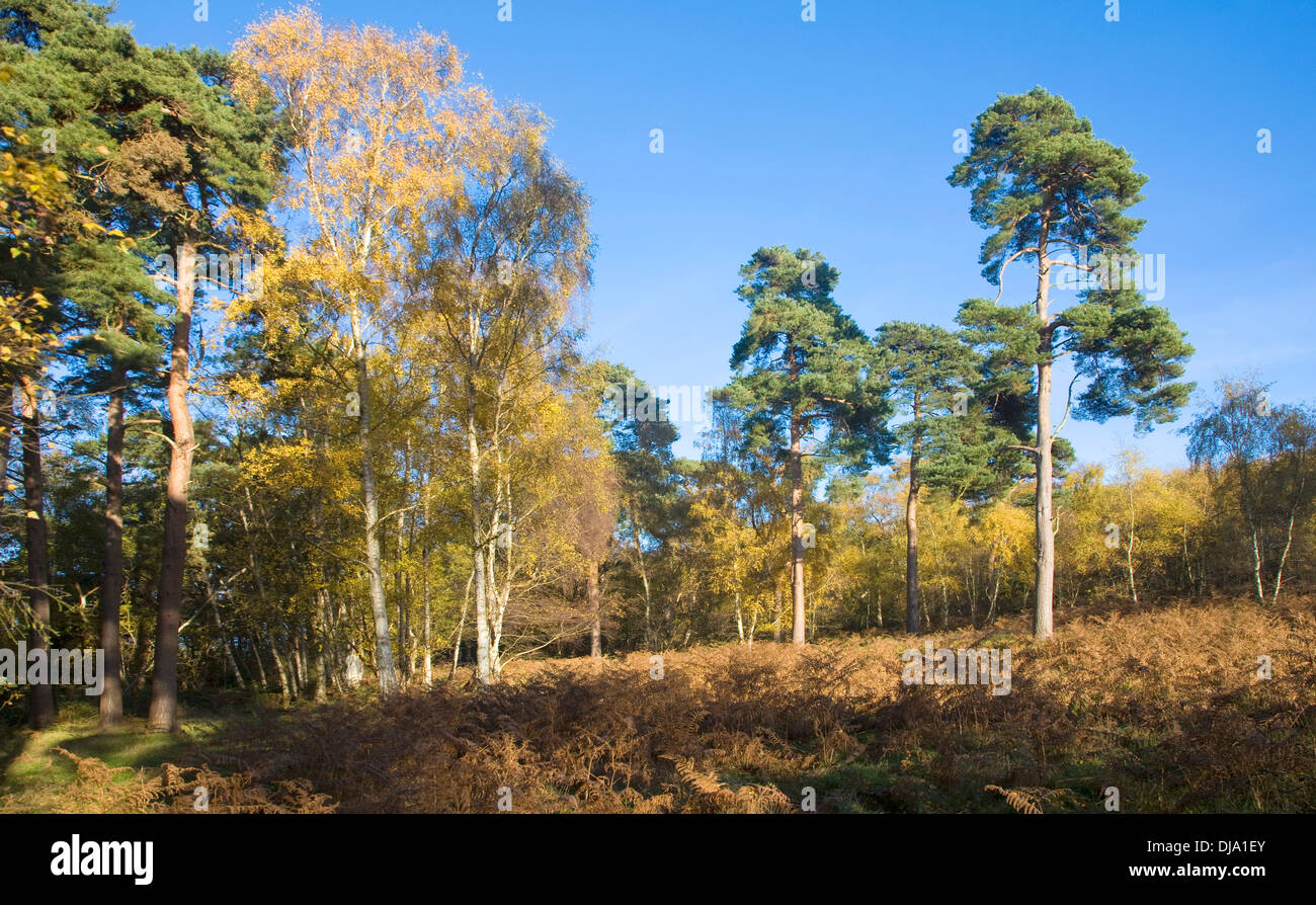 Herbstfärbung Heide Vegetation Sutton Heath, Suffolk, England - Suffolk Küsten und Heidegebiet von außergewöhnlicher natürlicher Schönheit Stockfoto