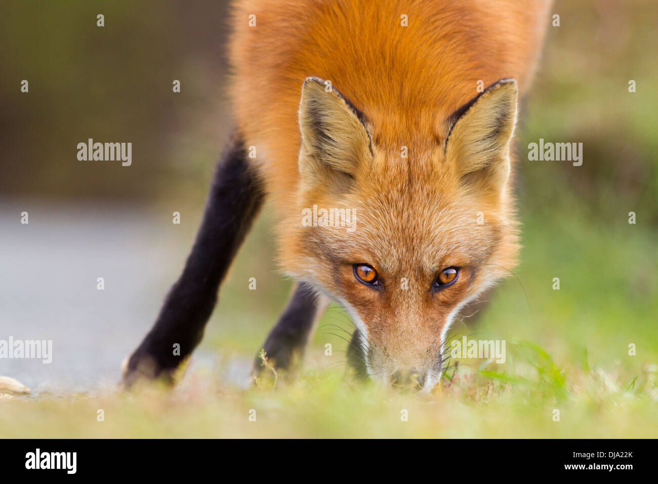 Nahaufnahme des wilden roten Fuchsjagd. Der Augen Kontakt mit der Kamera ist spektakulär. Stockfoto