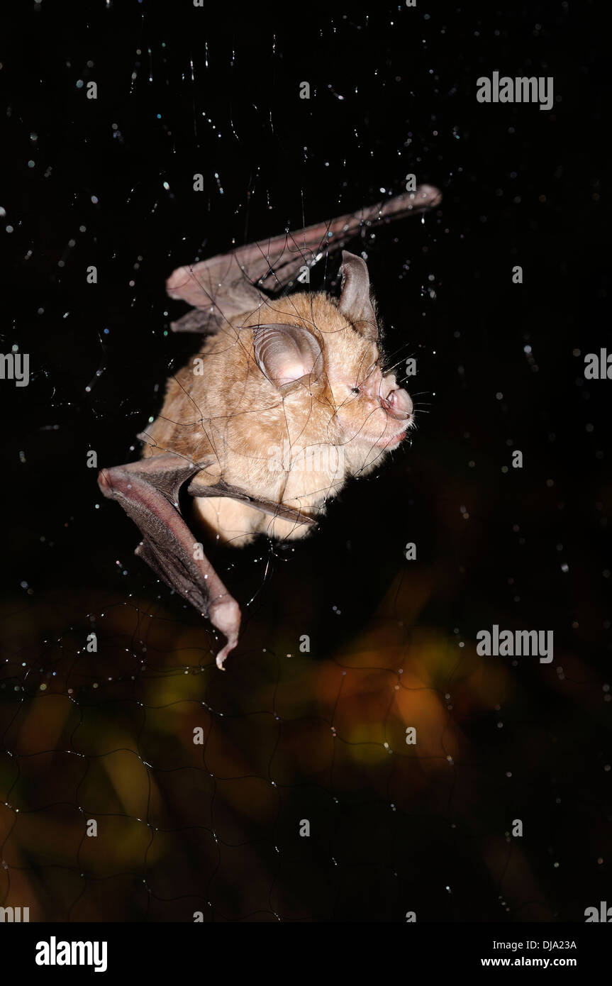 Vertikale Porträt aufgenommenen größere Hufeisennase Rhinolophus Ferrumequinum in Nebel net in der Nacht. Stockfoto