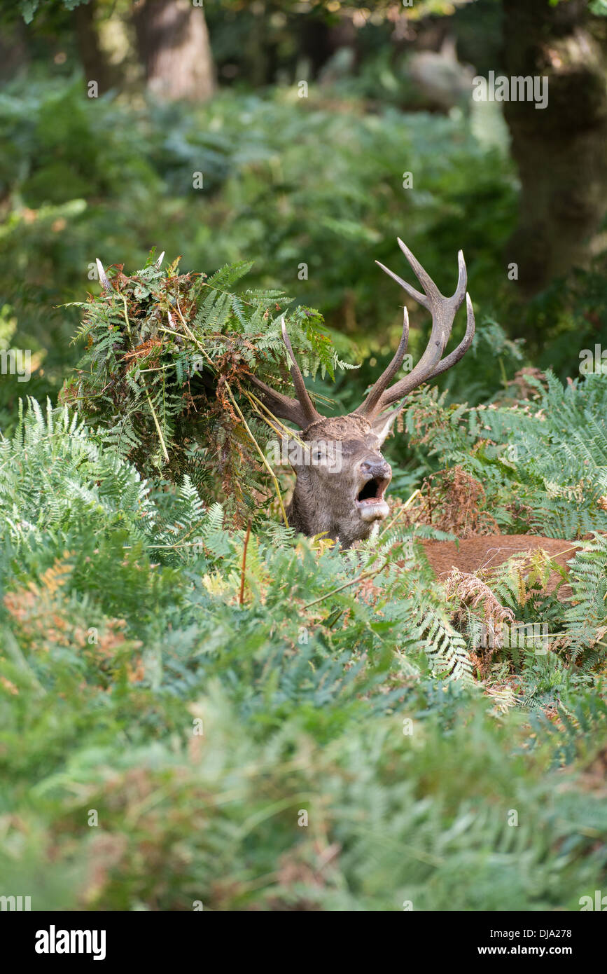 Rotwild während der Paarungszeit, Richmond Park, Surrey, Großbritannien Stockfoto