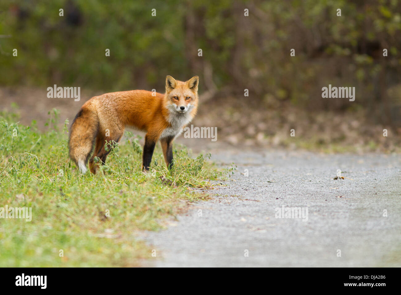Roter Fuchs auf der Suche nach Nahrung Stockfoto