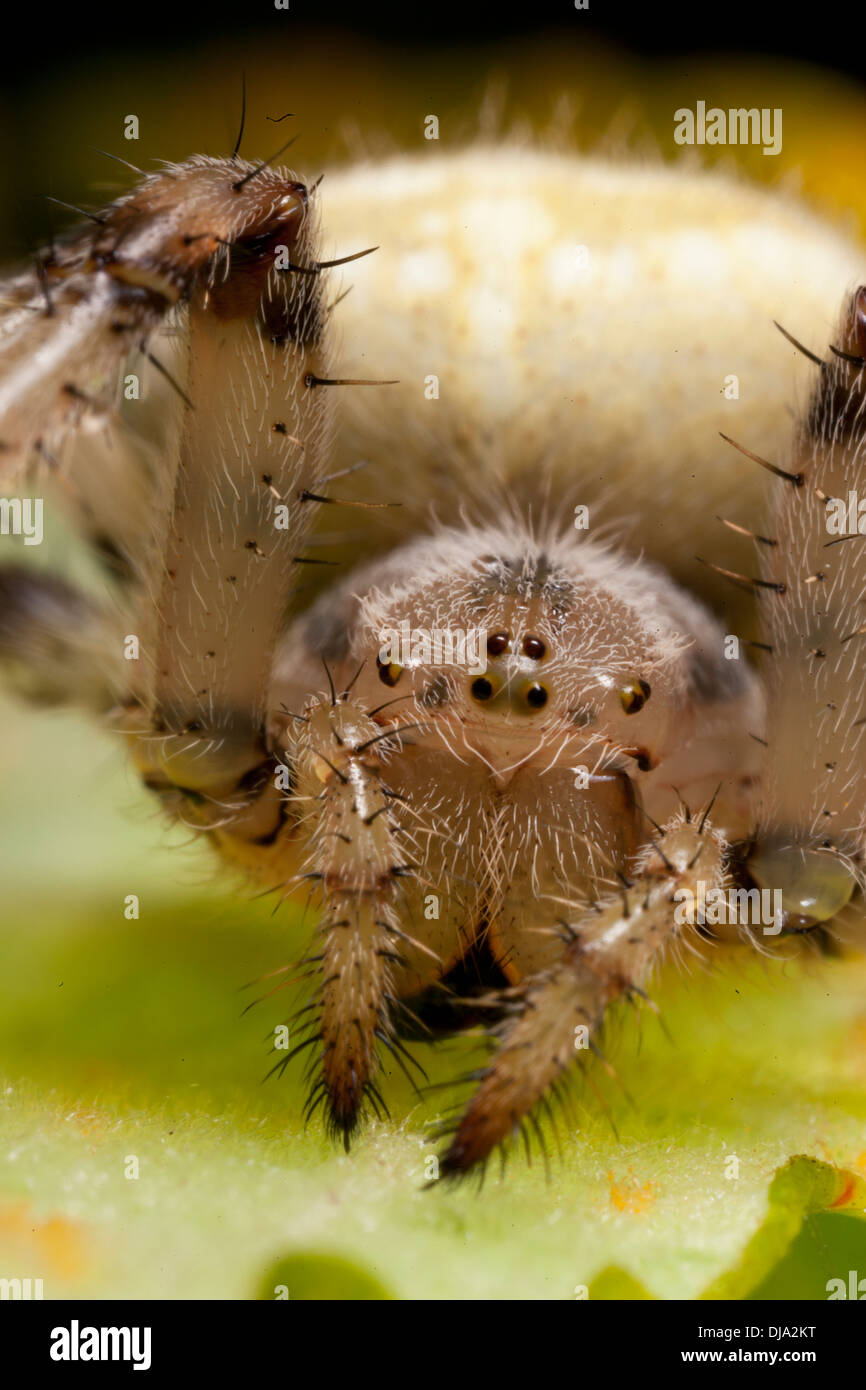 Nahaufnahme von der Spinne Gesicht Stockfoto