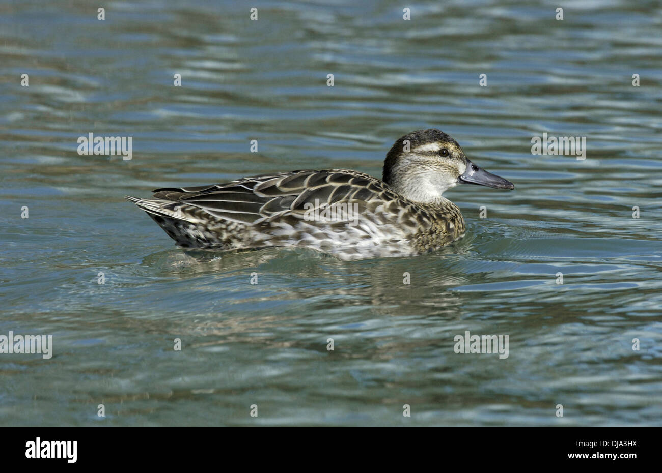 Garganey (weiblich) Anas querquedula Stockfoto