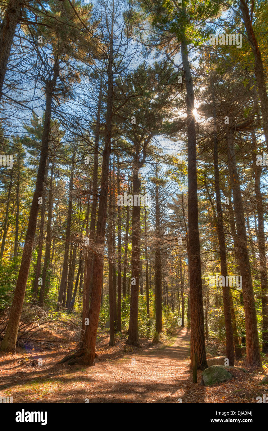 Ein Wanderweg durch Ravenswood, Waldfläche in Gloucester, Massachusetts von The Trustees of Reservations verwaltet. Stockfoto