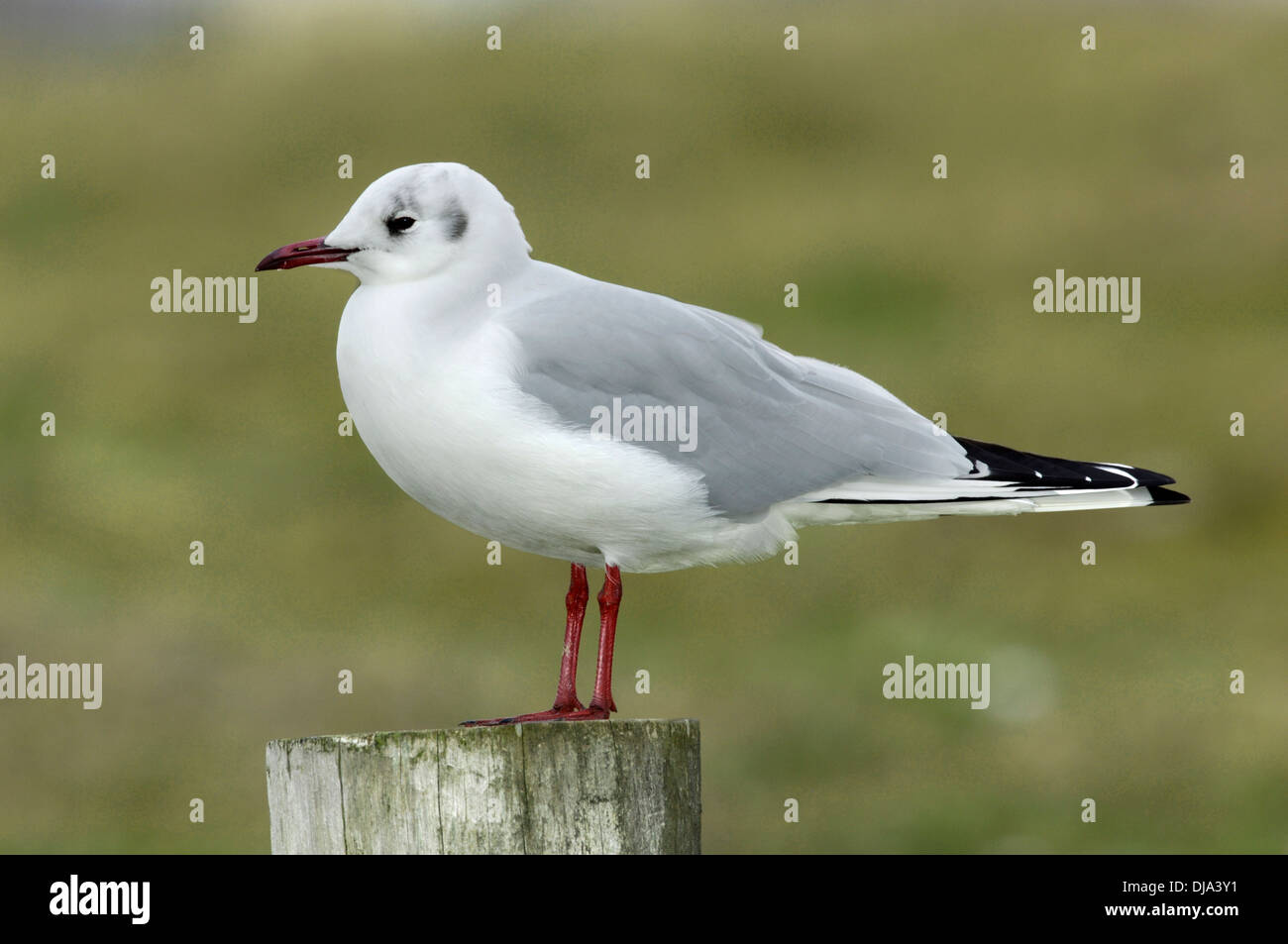 Black-headed Gull Chroicocephalus Ridibundus Winter Erwachsene Stockfoto