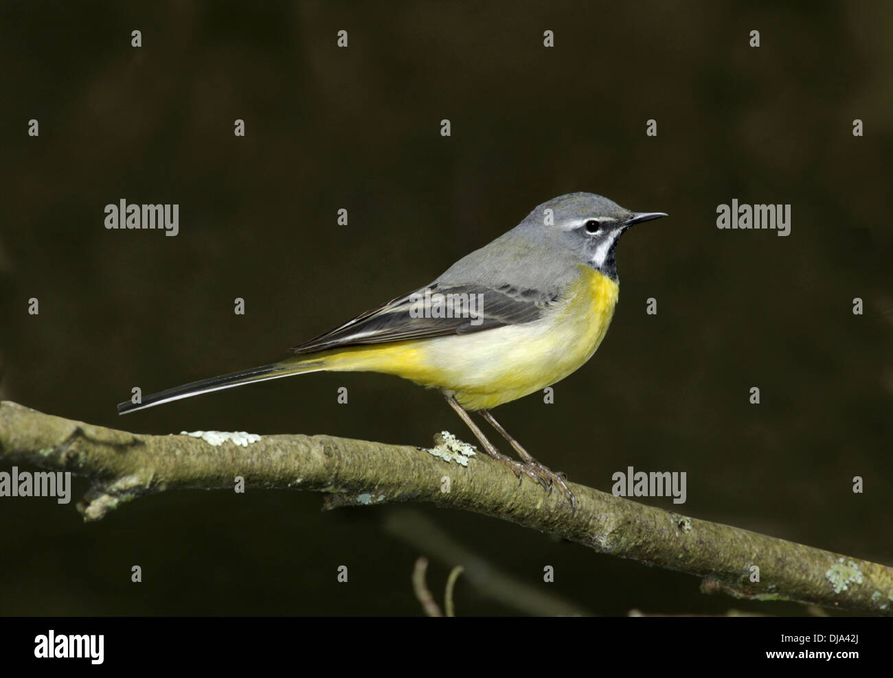 Graue Bachstelze Motacilla cinerea Stockfoto