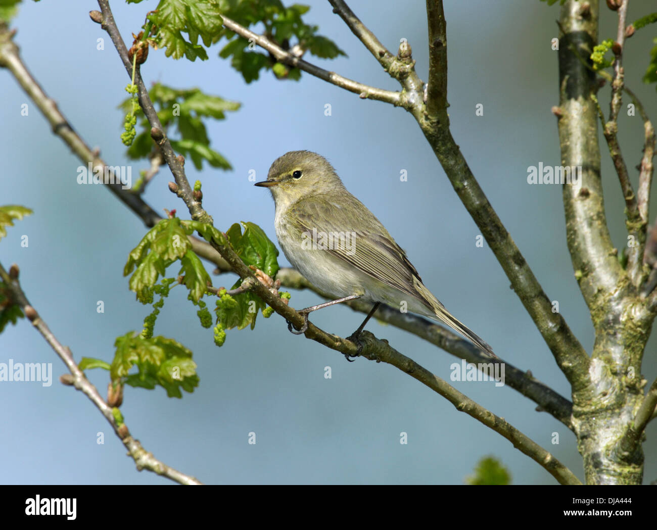 Willow Warbler Phylloscopus trochilus Stockfoto