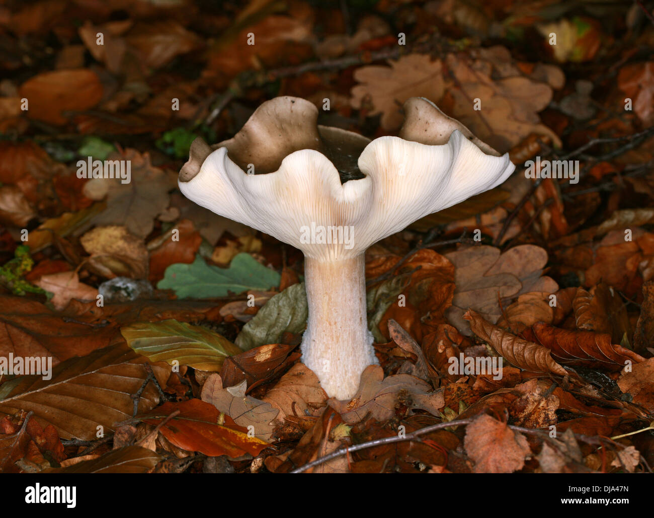 Club Foot oder Club-footed Clitocybe, Ampulloclitocybe Clavipes, Tricholomataceae. Sy Clitocybe Clavipes, Agaricus Clavipes. Stockfoto