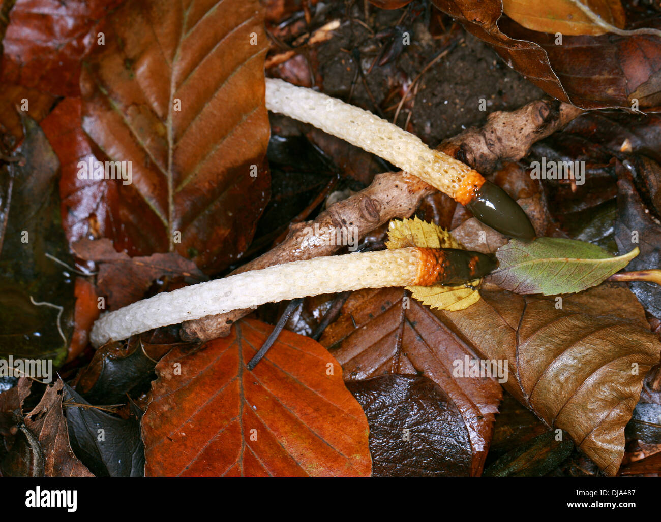Hund Stinkmorchel, Mutinus Caninus, Phallaceae. Wachsen im Wald Laubstreu. Stockfoto
