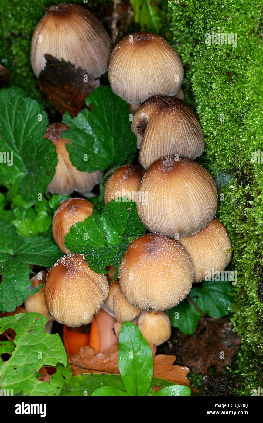 Glitzernde Inkcap Pilze, Coprinellus Micaceus, Psathyrellaceae. Zuvor Coprinus Micaceus, Coprinaceae. Stockfoto