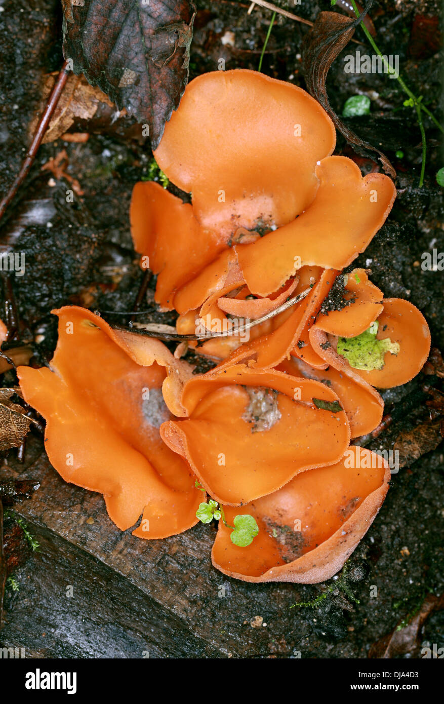 Orange Peel Pilz, Aleuria Aurantia, Pyronemataceae. Stockfoto