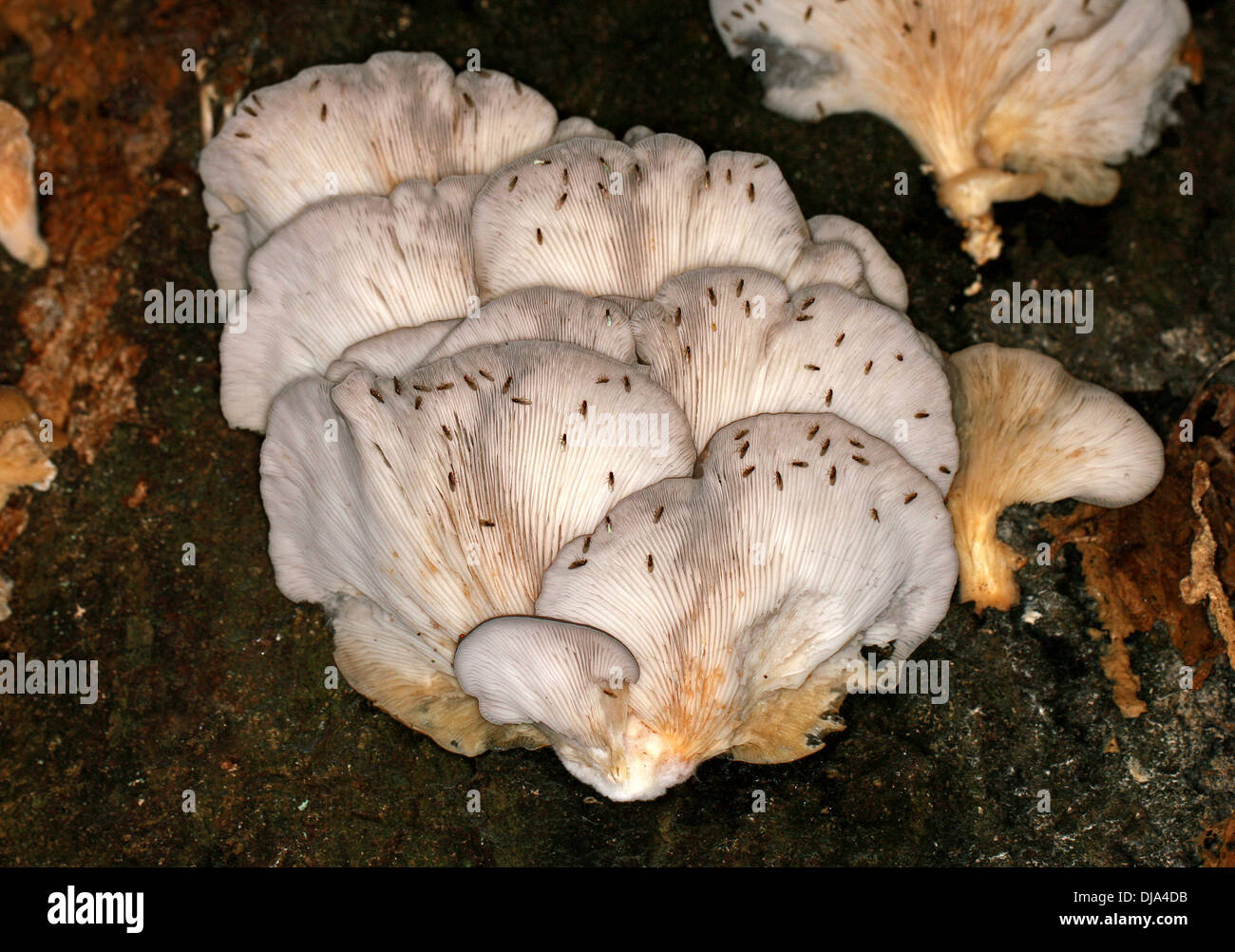 Dunkel-Winged Pilz Mücken (Trauermückenlarven fliegen), Trauermückenlarven, Fütterung auf eine Austernpilz, Pleurotus Ostreatus, Pleurotaceae. Stockfoto