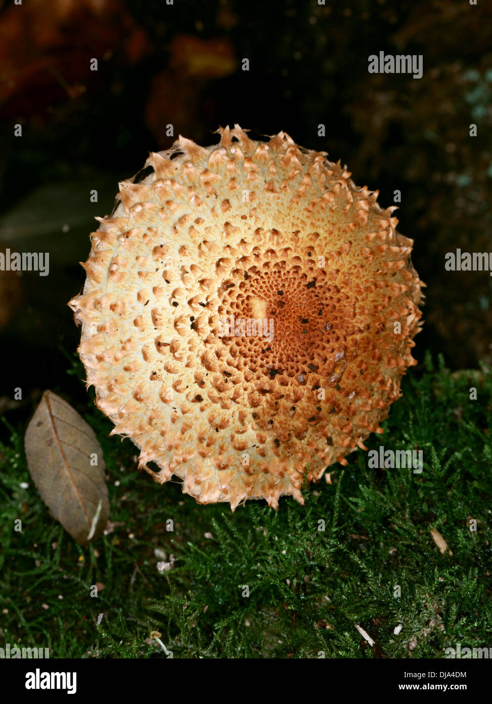 Shaggy Pholiota, Pholiota Squarrosa, Strophariaceae. Gemeinsamen Beechwood Fliegenpilz oder Pilz. Stockfoto