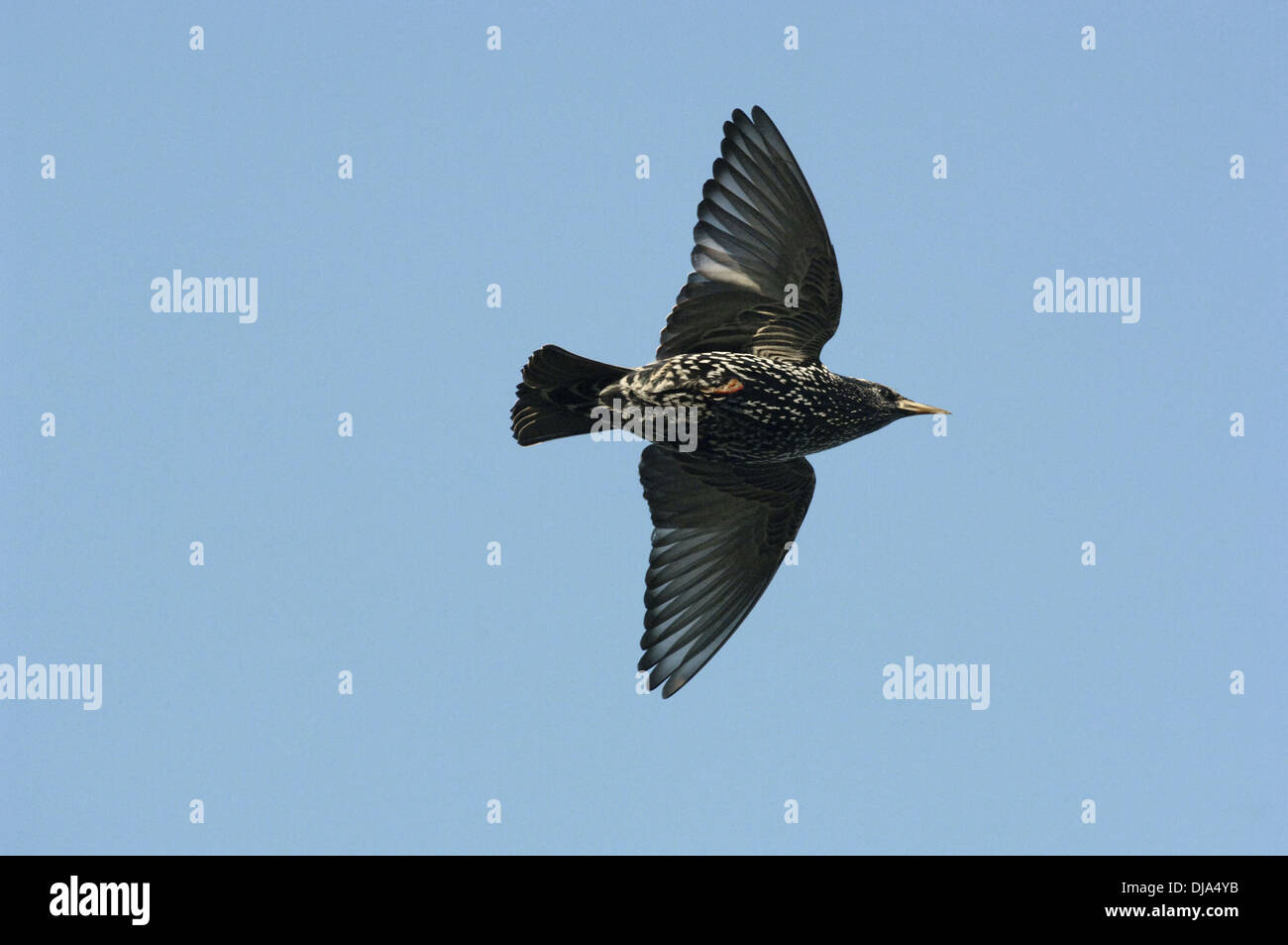 Starling Sturnus vulgaris Stockfoto