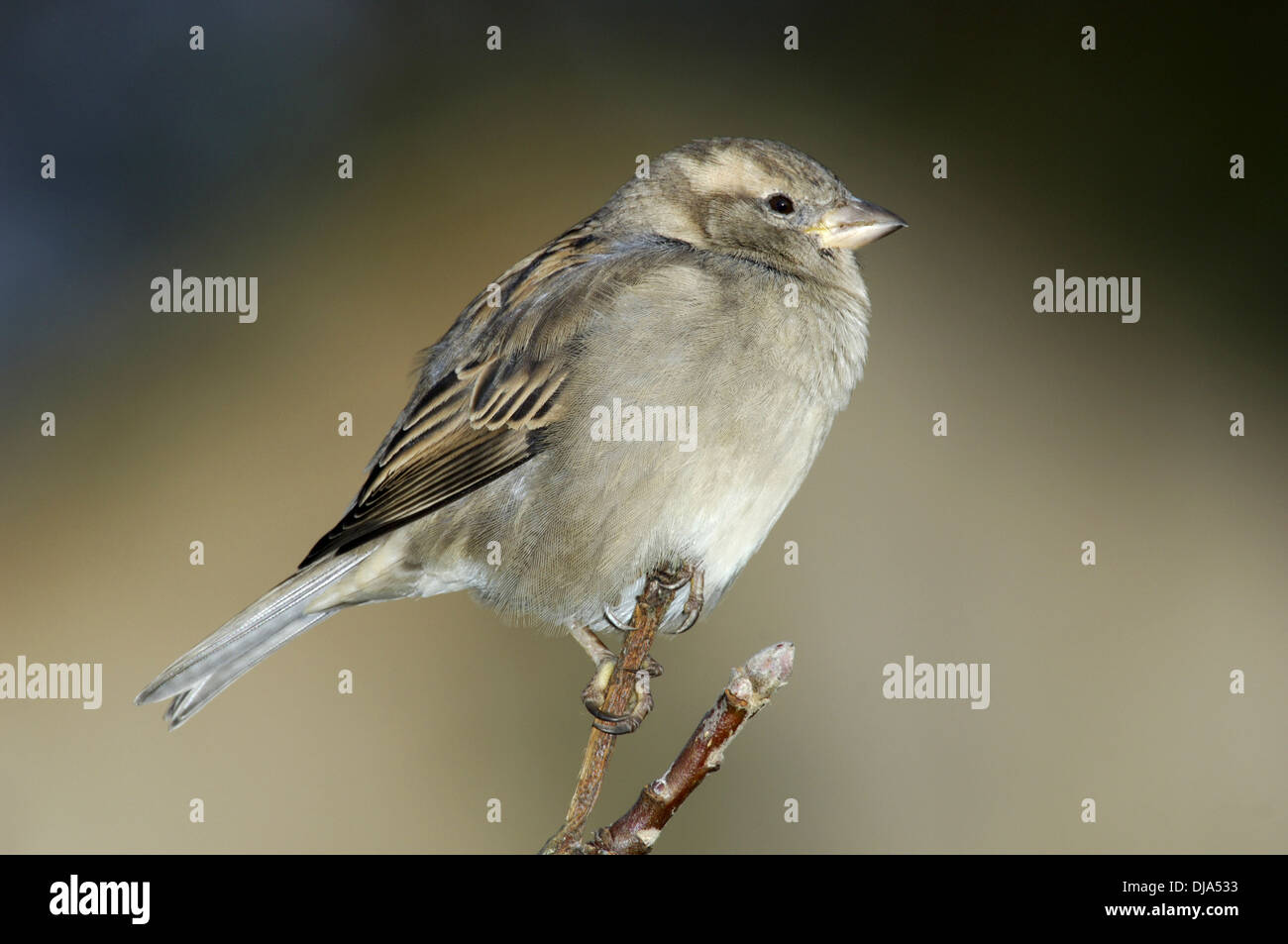 Haussperling Passer domesticus Stockfoto