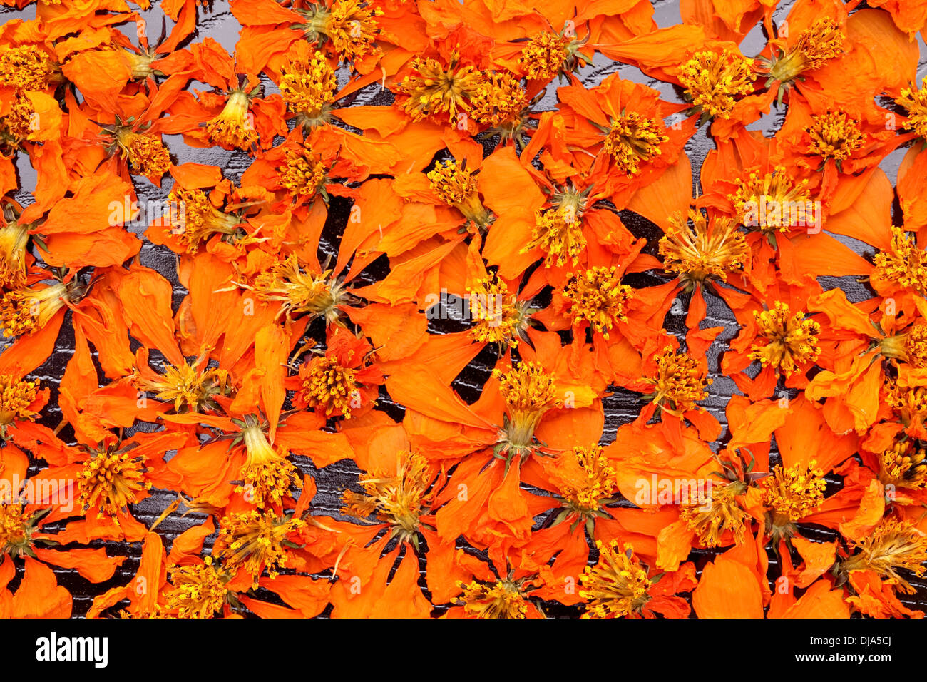 Toten Kosmos Blumen Hintergrund Stockfoto