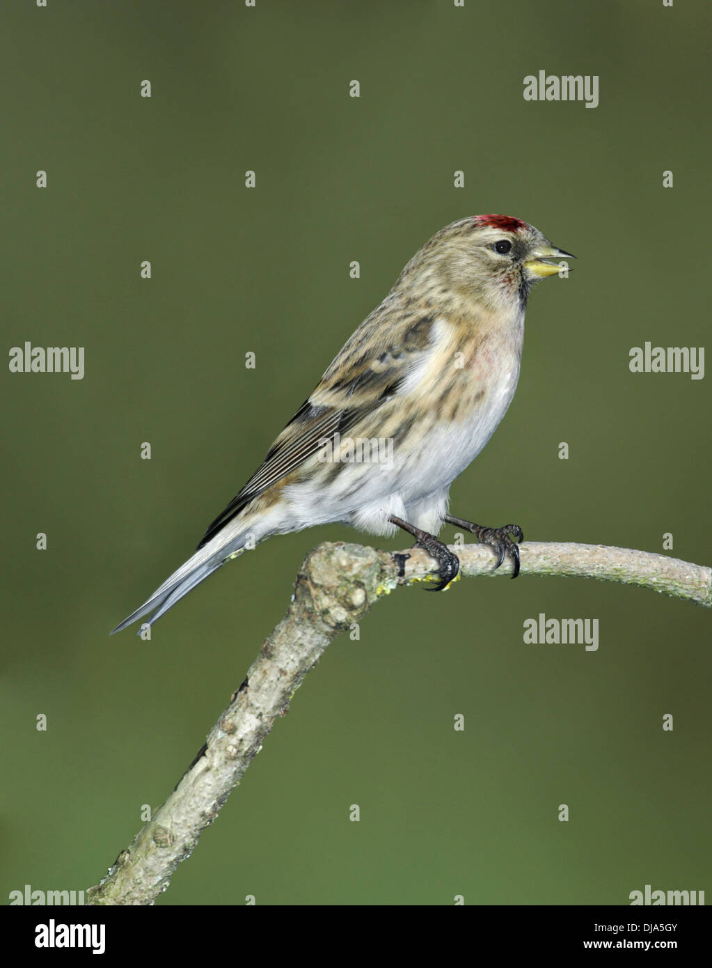 Geringerer Redpoll Zuchtjahr Kabarett Stockfoto