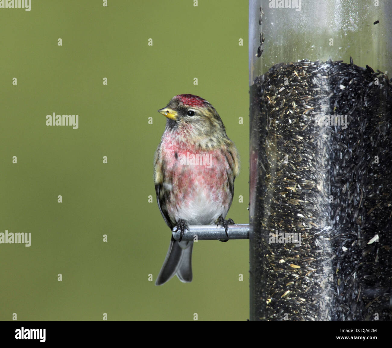 Geringerer Redpoll Zuchtjahr Kabarett Stockfoto