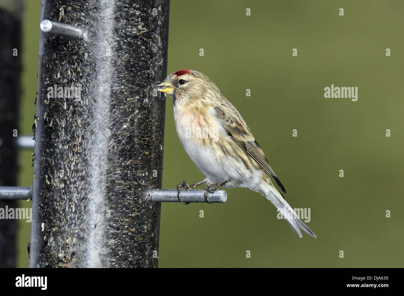 Geringerer Redpoll Zuchtjahr Kabarett Stockfoto