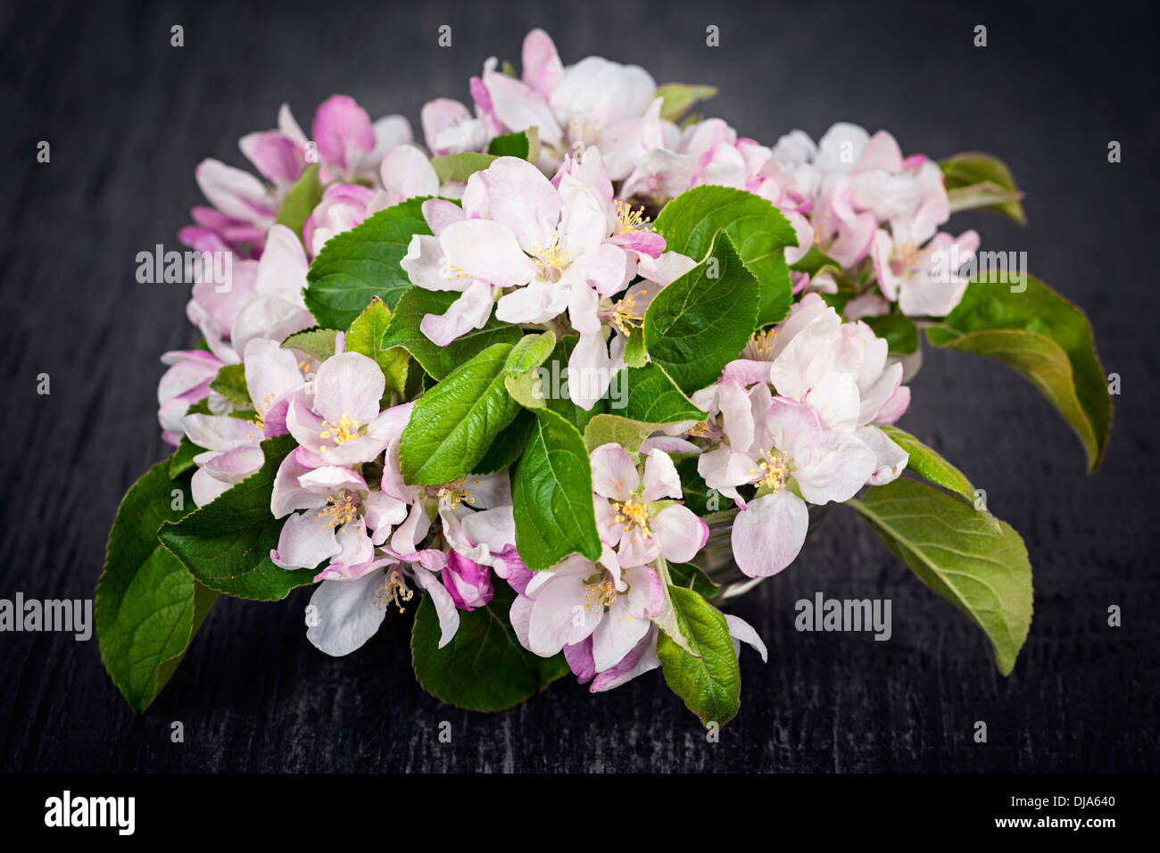 Rosa Apfel Blüten Strauß auf dunklem Holz Stockfoto
