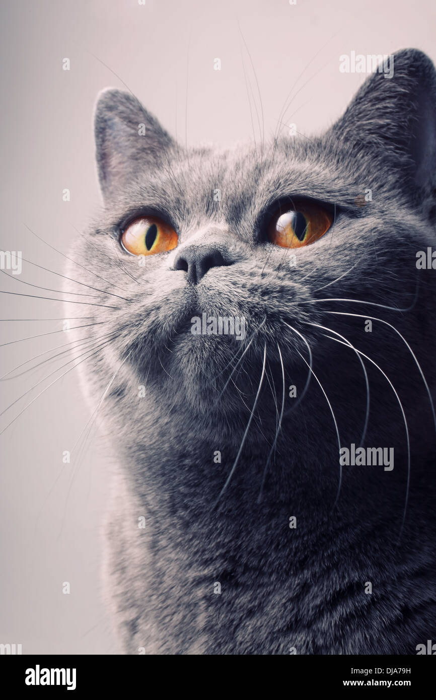 graue britische Kurzhaarkatze mit leuchtend gelben Augen closeup Stockfoto