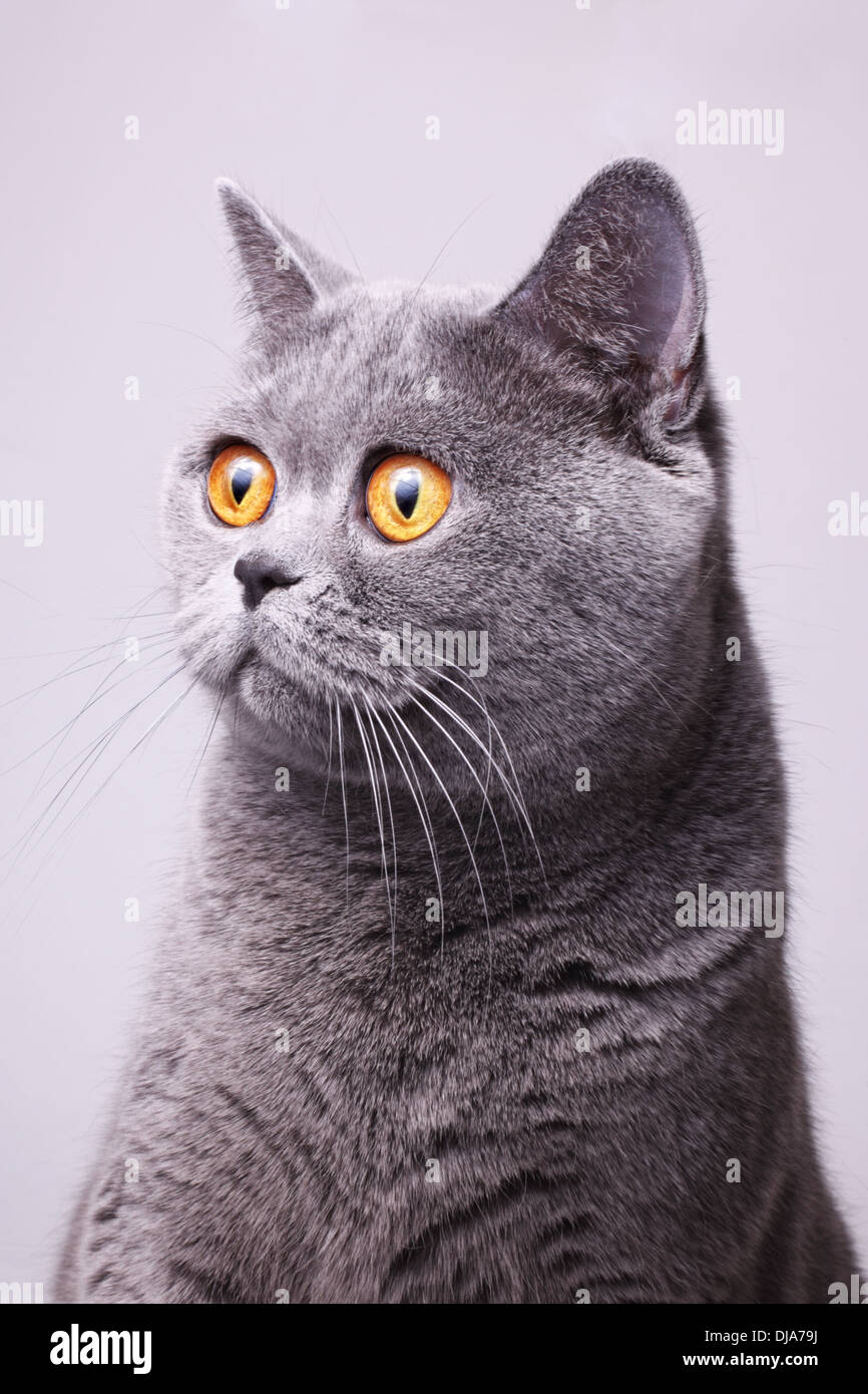 Porträt des grauen britische Kurzhaarkatze mit leuchtend gelben Augen auf weißem Hintergrund Stockfoto