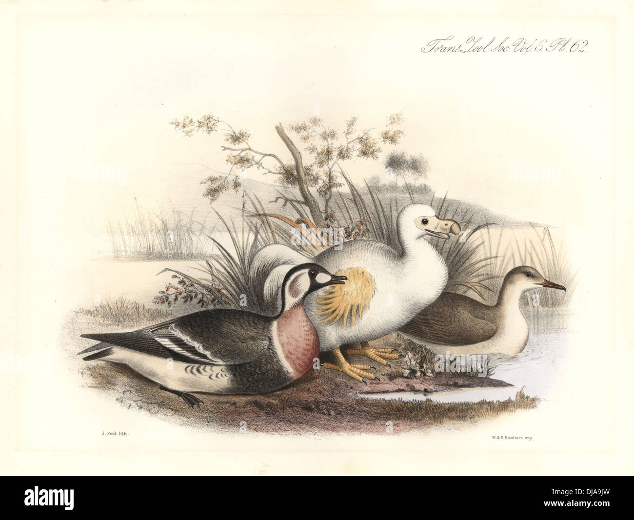 Weiße Reunion Dodo, Raphus Solitarus (mythische ausgestorbene Arten) und Rothalsgans, Branta Ruficollis (gefährdet). Stockfoto