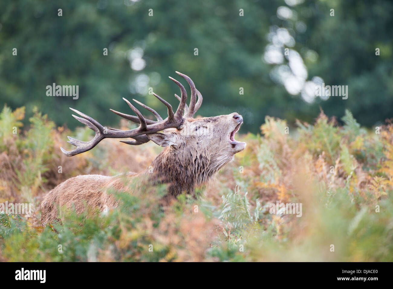 Rotwild während der Paarungszeit, Richmond Park, Surrey, Großbritannien Stockfoto