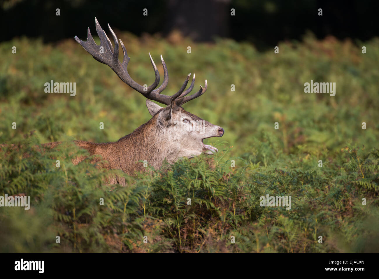 Rotwild während der Paarungszeit, Richmond Park, Surrey, Großbritannien Stockfoto