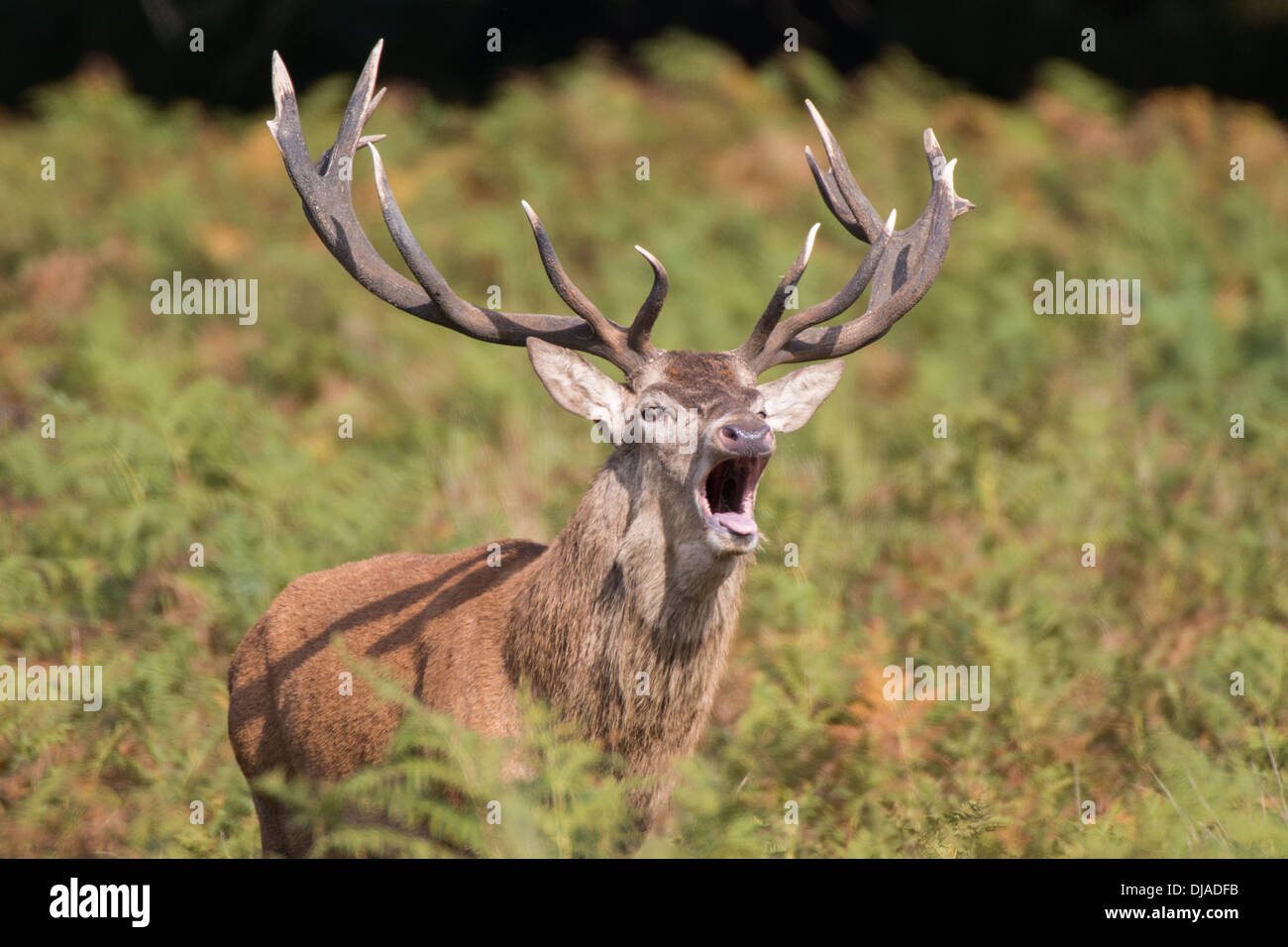 Rotwild während der Paarungszeit, Richmond Park, Surrey, Großbritannien Stockfoto