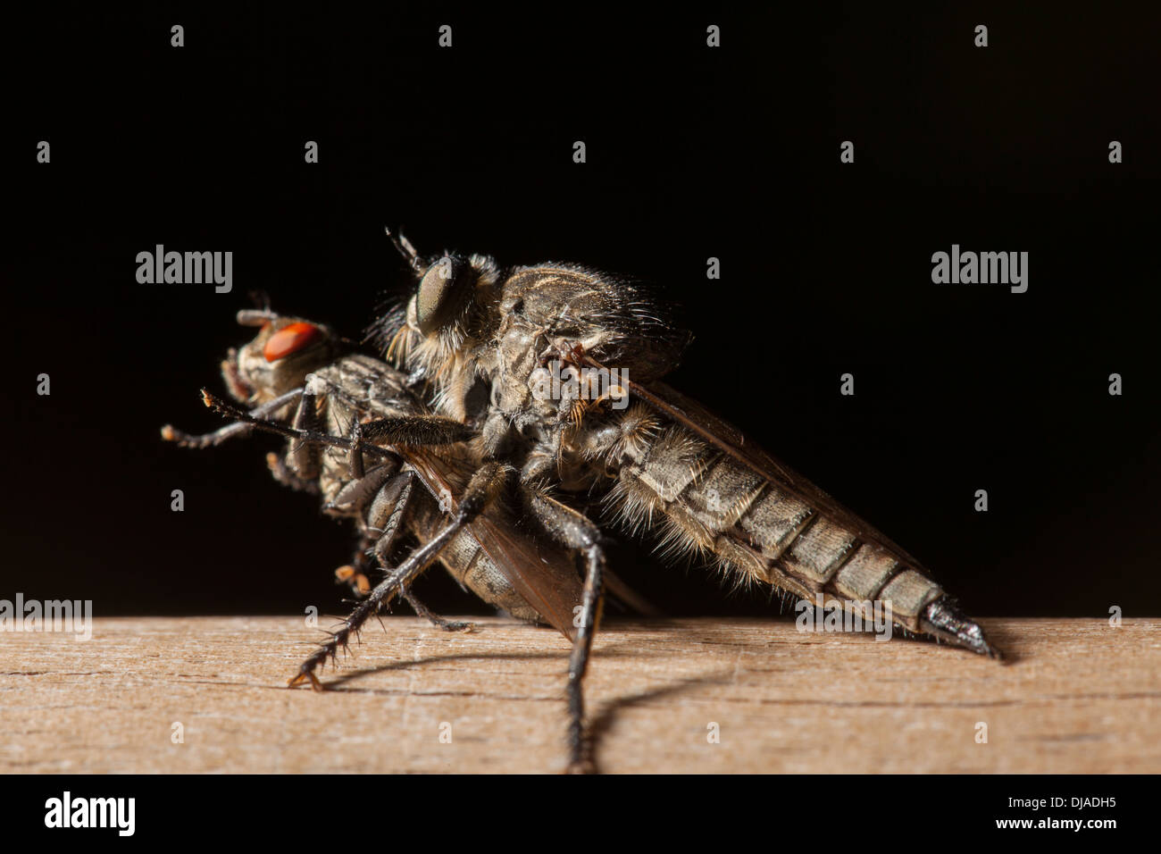 Ein Asilidae, Räuber oder Mörder fliegen ernähren sich eine weitere kleinere Fliege Stockfoto