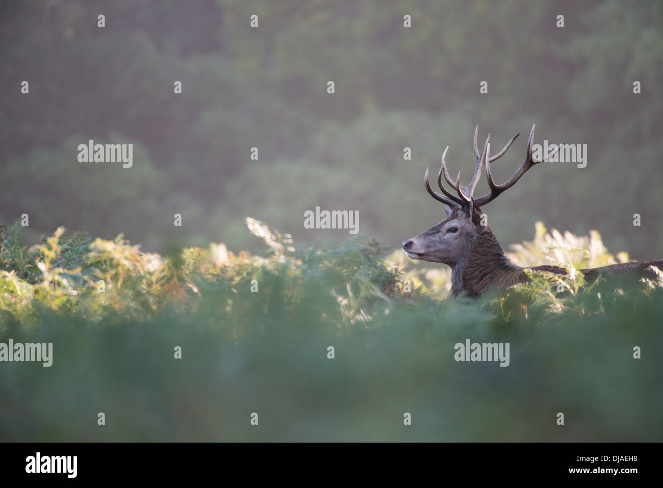Rotwild während der Paarungszeit, Richmond Park, Surrey, Großbritannien Stockfoto