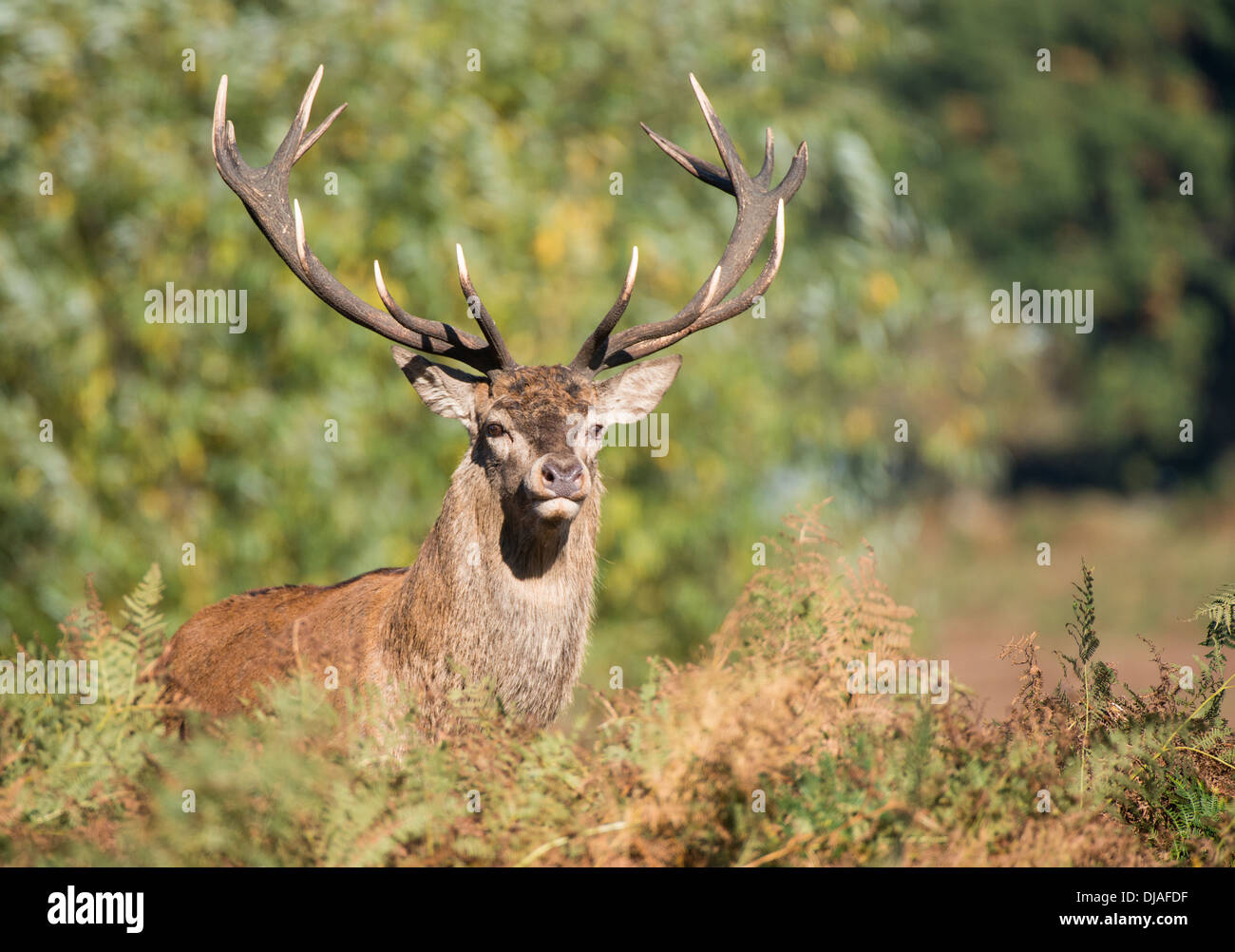 Rotwild während der Paarungszeit, Richmond Park, Surrey, Großbritannien Stockfoto