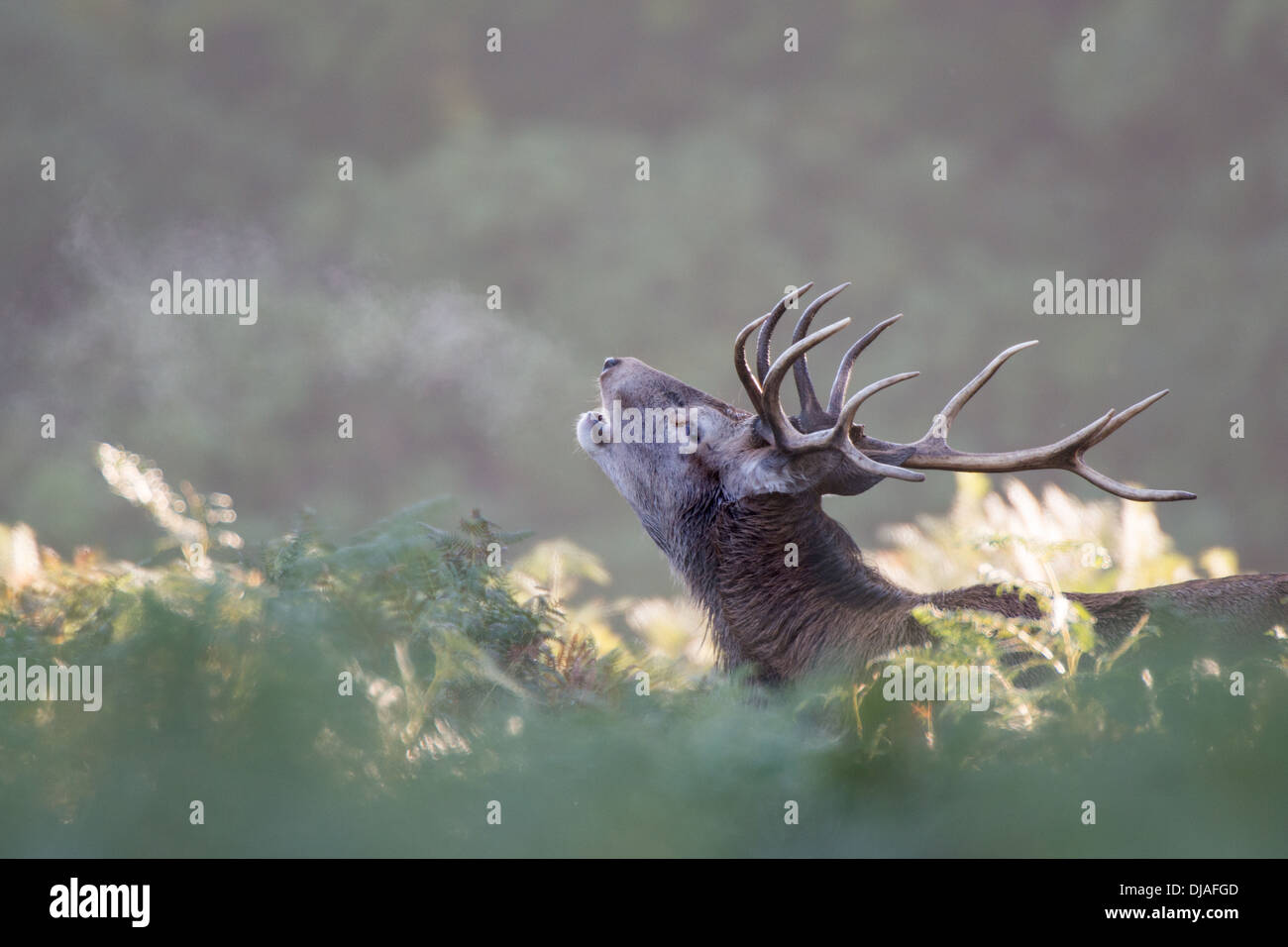 Rotwild während der Paarungszeit, Richmond Park, Surrey, Großbritannien Stockfoto