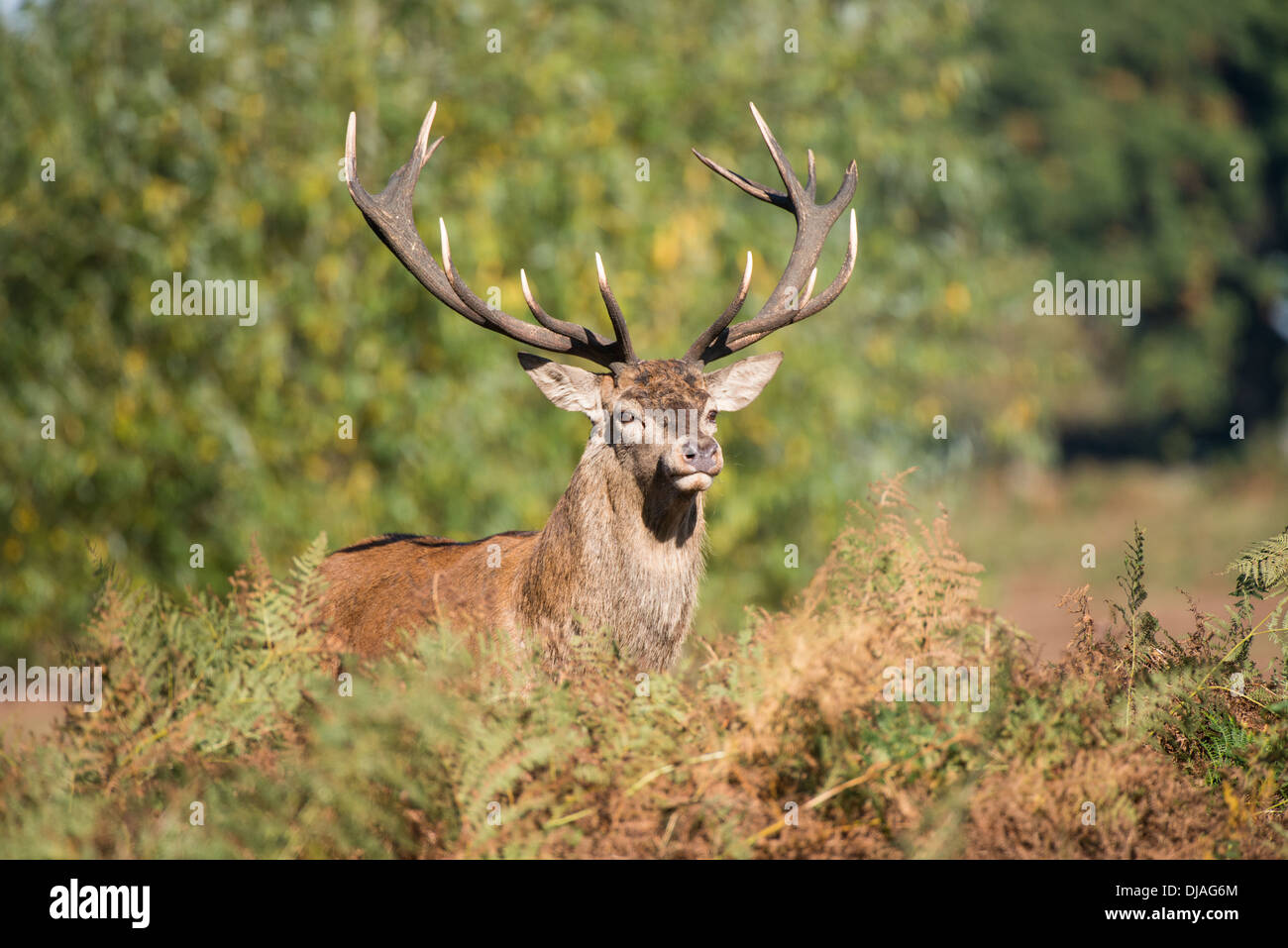 Rotwild während der Paarungszeit, Richmond Park, Surrey, Großbritannien Stockfoto