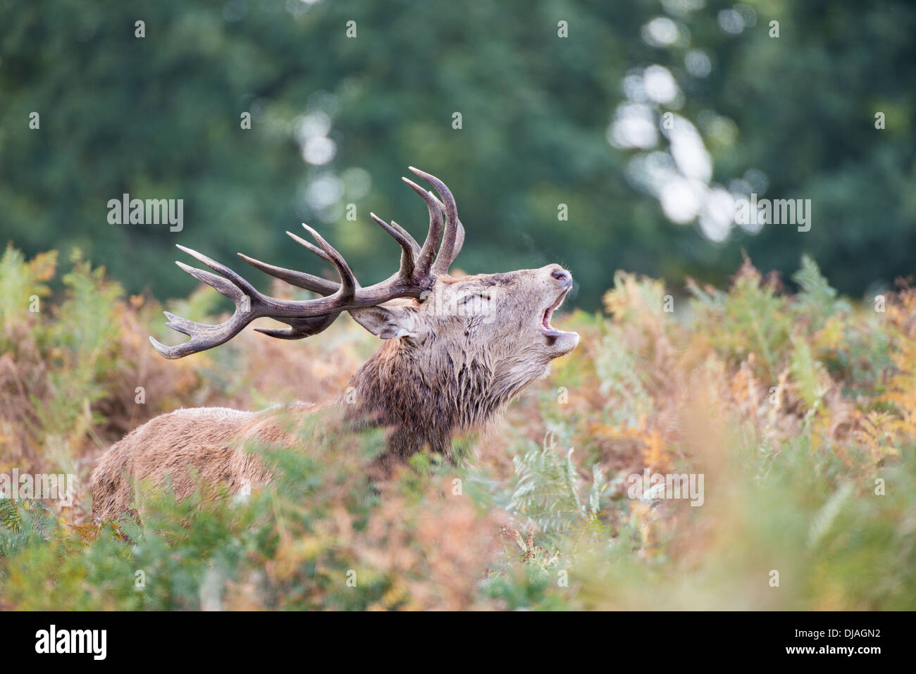 Rotwild während der Paarungszeit, Richmond Park, Surrey, Großbritannien Stockfoto
