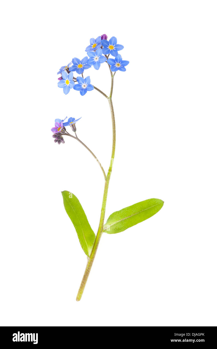 Blaue Vergißmeinnicht Blume isoliert auf weißem Hintergrund mit geringen Schärfentiefe. Stockfoto