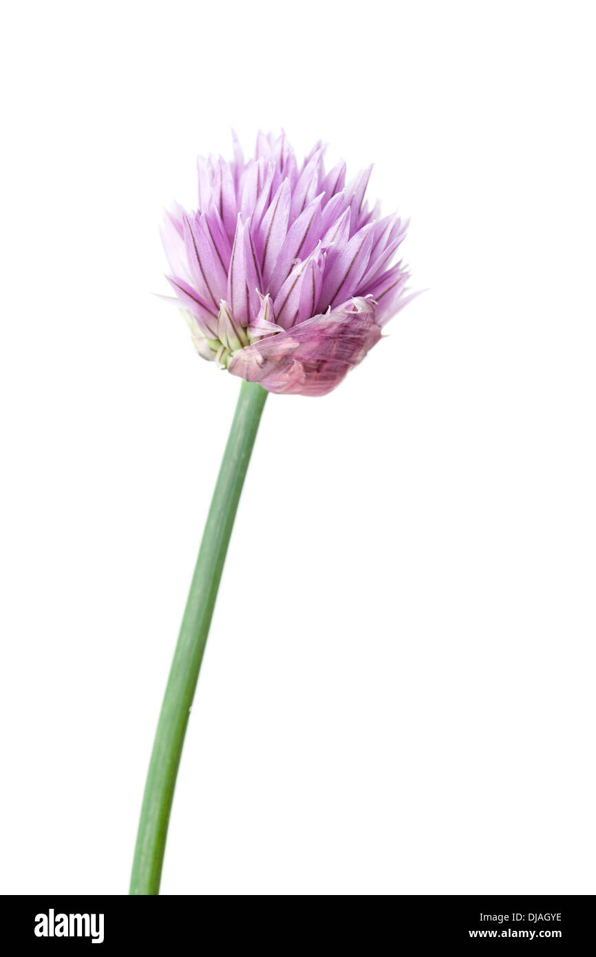 Schnittlauch Blüte isoliert auf weißem Hintergrund mit geringen Schärfentiefe Stockfoto
