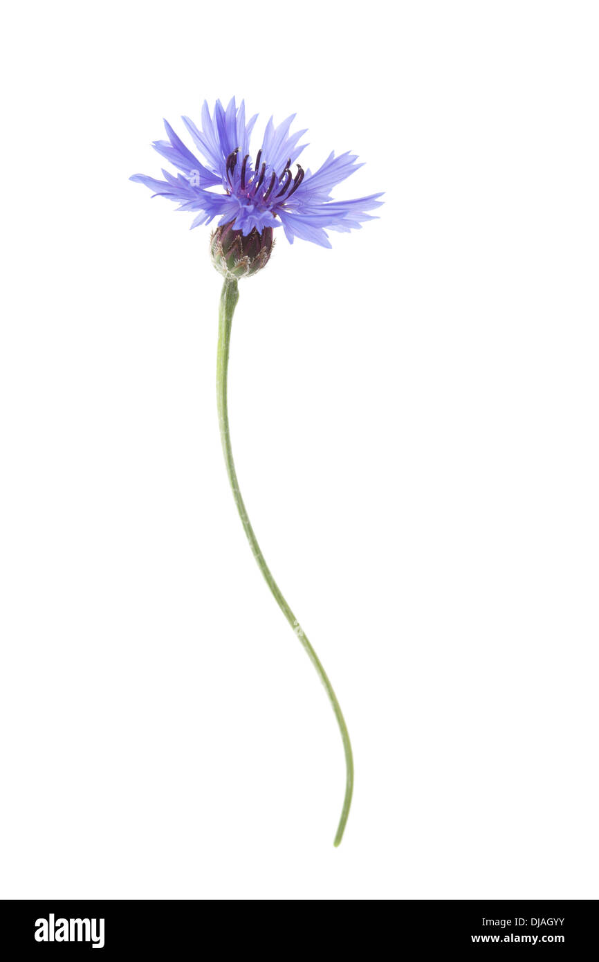 Blaue Kornblume Blume isoliert auf weißem Hintergrund mit geringen Schärfentiefe. Stockfoto